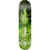 Pylon Skateboards Artist Series Matt Stikker Skateboard Deck - 8.5" x 32" - Complete Skateboard Bundle